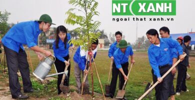 Giới Thiệu Dịch Vụ Trồng Cây Xanh Tại Dĩ An Bình Dương