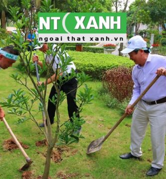 Dịch Vụ Trồng Cây Xanh Tại Thuận An Bình Dương