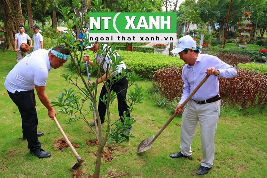 Dịch Vụ Trồng Cây Xanh Tại Thuận An Bình Dương