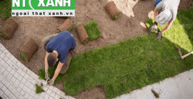 Dịch Vụ Trồng Cỏ Tại Bình Dương
