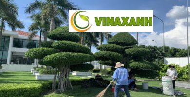 Dịch Vụ Chăm Sóc Cây Xanh Tại Quận 5 Hồ Chí Minh