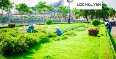 Công Ty Chăm Sóc Cây Xanh Tại Long An