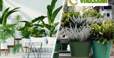 Cung Cấp Cây Xanh Tại Nhà Bè TP.HCM