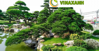 Dịch Vụ Cung Cấp Cây Xanh Tại Quận 10 TP.HCM