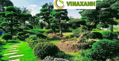 Cung Cấp Cây Xanh Tại TPHCM