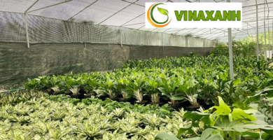 Dịch Vụ Cung Cấp Cây Xanh Tại Thủ Đức TP.HCM