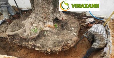 Giới Thiệu Dịch Vụ Bứng Cây Tại Bình Chánh TPHCM