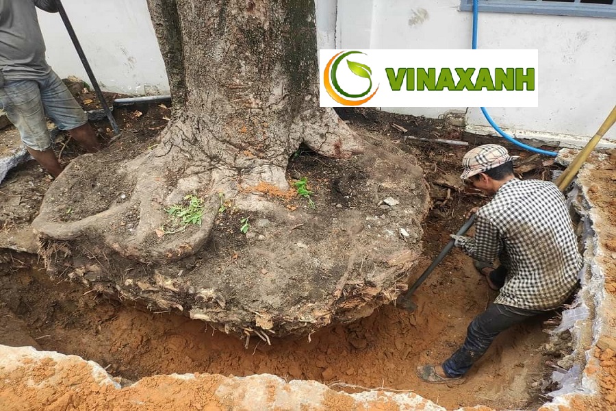 Giới Thiệu Dịch Vụ Bứng Cây Tại Bình Chánh TPHCM