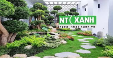 Dịch Vụ Trồng Cây Cảnh Tại Châu Thành Long An