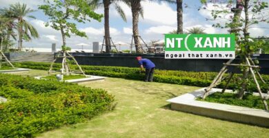 Dịch Vụ Trồng Cây Xanh Tại Bến Cát Bình Dương