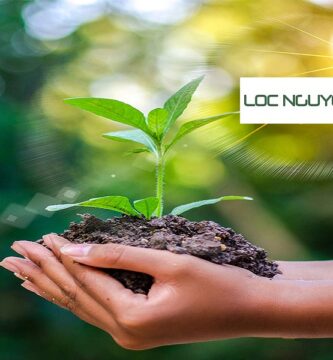 Giới Thiệu Dịch Vụ Trồng Cây Xanh Tại Bến Lức Long An