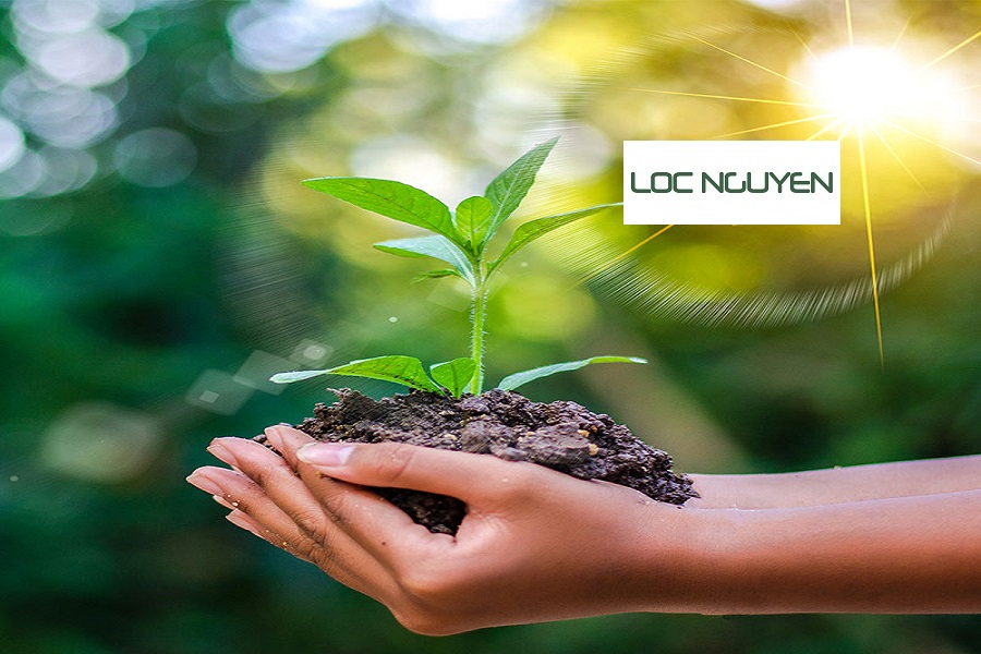 Giới Thiệu Dịch Vụ Trồng Cây Xanh Tại Bến Lức Long An