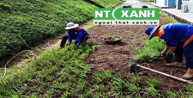 Giới Thiệu Dịch Vụ Trồng Cỏ Sân Vườn Tại Dĩ An Bình Dương