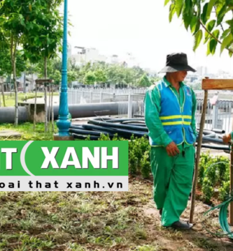 Dịch vụ trồng cây xanh tại Nhà Bè TP.HCM
