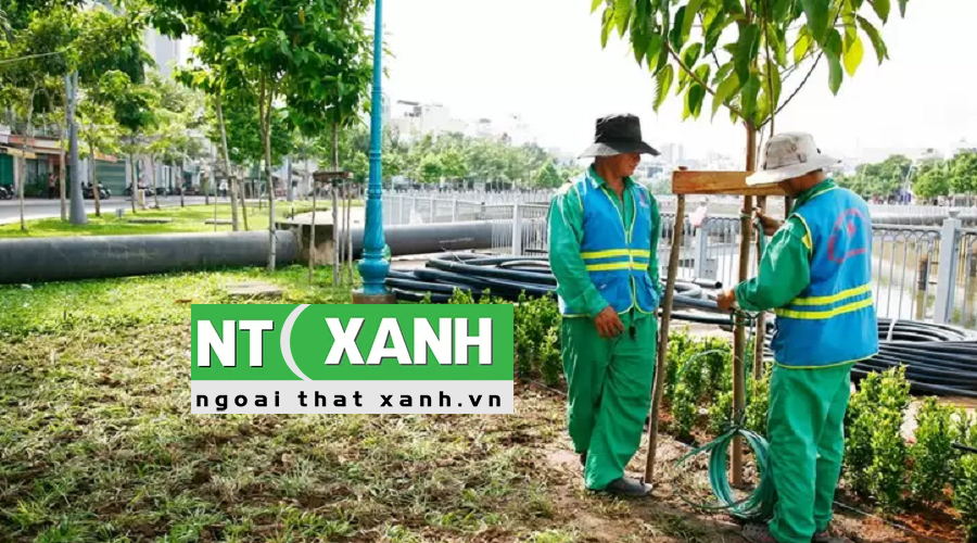 Dịch vụ trồng cây xanh tại Nhà Bè TP.HCM