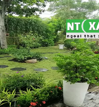 Dịch vụ trồng cây xanh tại TP.HCM