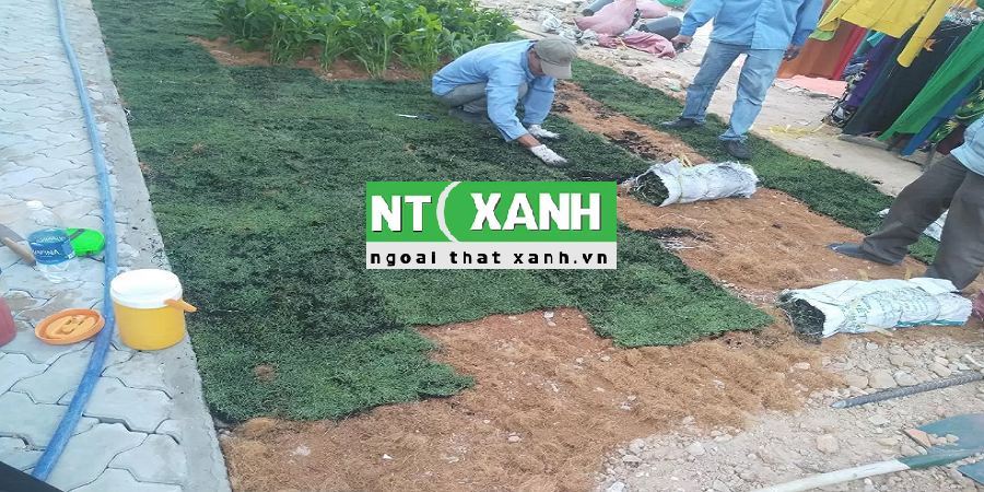 Giới Thiệu Dịch vụ trồng cỏ tại Thủ Đức TP.HCM