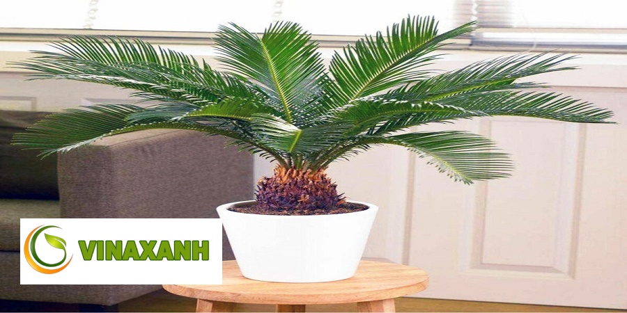 Cung Cấp Cây Xanh Tại Quận 10 TPHCM