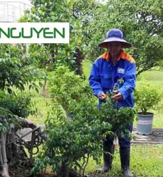Dịch Vụ Chăm Sóc Cây Cảnh Tại Long An