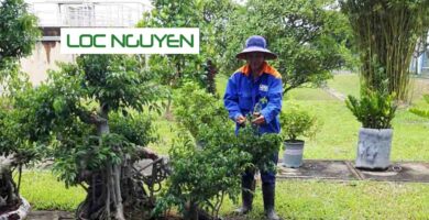 Dịch Vụ Chăm Sóc Cây Cảnh Tại Long An