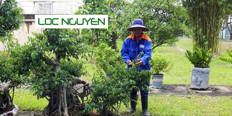 Dịch Vụ Chăm Sóc Cây Cảnh Tại Long An