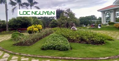 Dịch vụ chăm sóc cây xanh tại KCN Long An