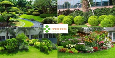 Dịch vụ trồng cây xanh tại Bình Dương