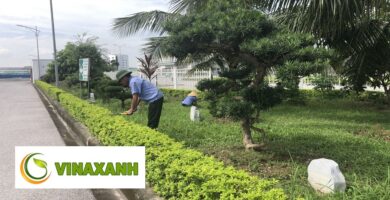 Chăm Sóc Cảnh Quan TPHCM