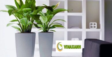 Cho thuê cây cảnh văn phòng TPHCM