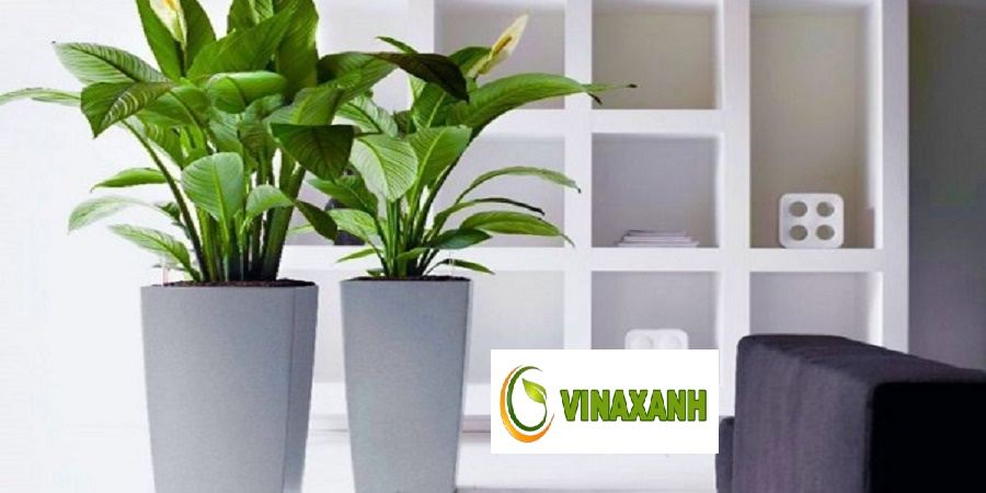 Cho thuê cây cảnh văn phòng TPHCM