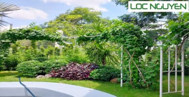 Dịch Vụ Chăm Sóc Cây Cảnh Long An