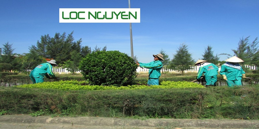 Dịch Vụ Chăm Sóc Cây Xanh KCN Long An