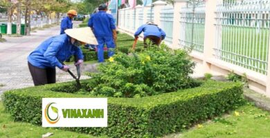 Dịch vụ chăm sóc cây xanh tại Bình Dương