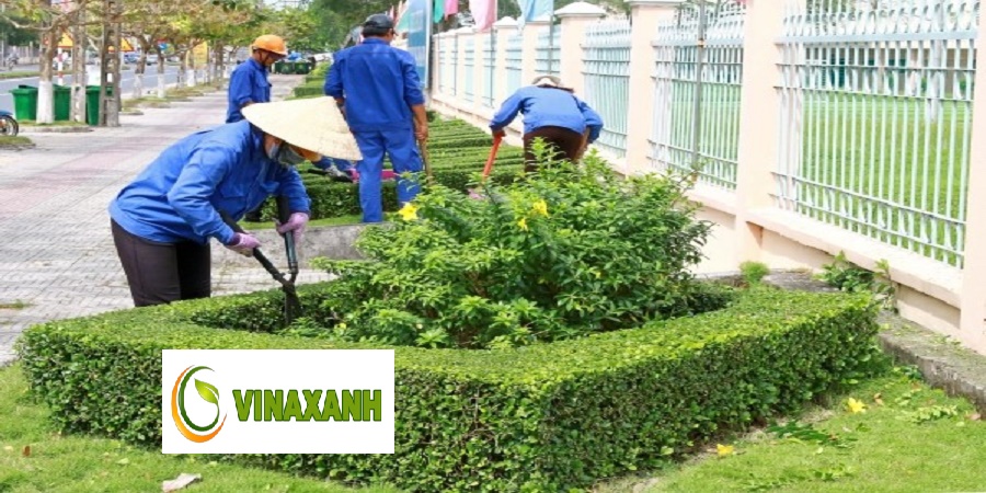 Dịch vụ chăm sóc cây xanh tại Bình Dương