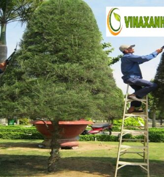 Chăm Sóc Cây Xanh Quận 1 TP.HCM