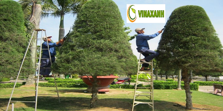 Chăm Sóc Cây Xanh Quận 1 TP.HCM