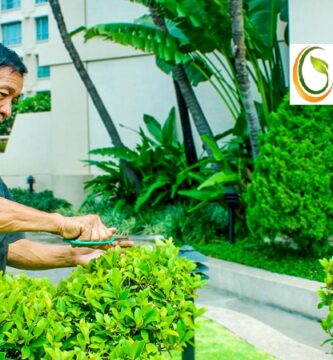 Dịch Vụ Chăm sóc cảnh quan TPHCM