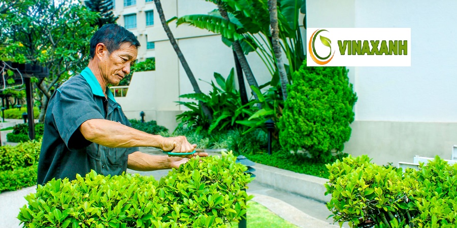 Dịch Vụ Chăm sóc cảnh quan TPHCM