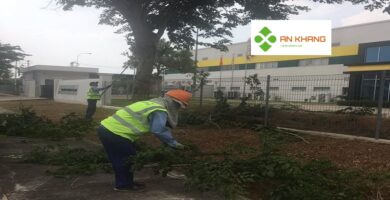 Dịch Vụ Chăm sóc cây xanh tại KCN VSIP