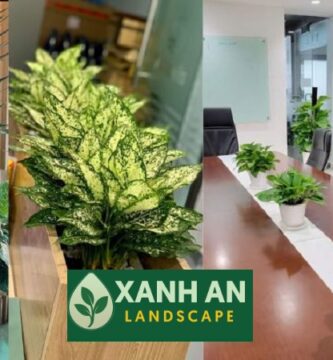 Cho Thuê Cây Cảnh Văn Phòng Tại Thuận An