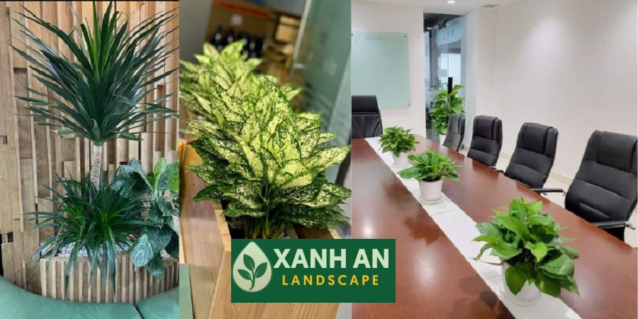 Cho Thuê Cây Cảnh Văn Phòng Tại Thuận An