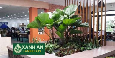 Cho thuê cây cảnh văn phòng Bến Cát
