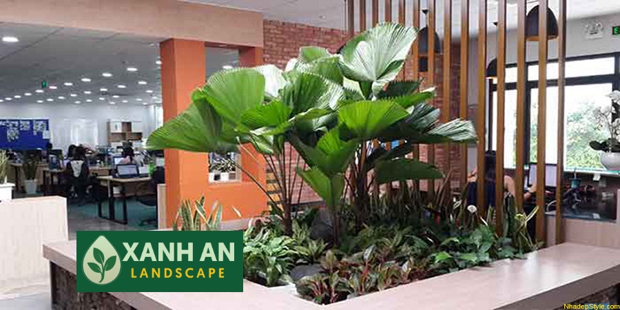 Cho thuê cây cảnh văn phòng Bến Cát