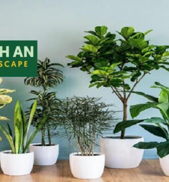 Cho thuê cây cảnh văn phòng Bình Dương