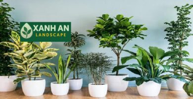 Cho thuê cây cảnh văn phòng Bình Dương
