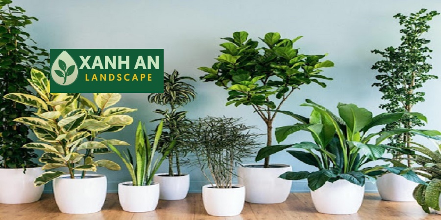 Cho thuê cây cảnh văn phòng Bình Dương