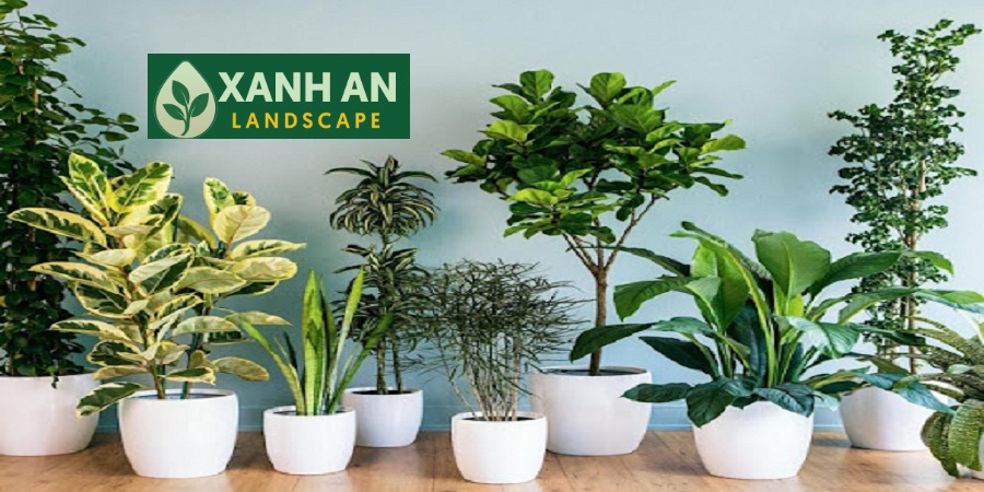 Cho thuê cây cảnh văn phòng Thủ Dầu Một