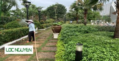 Công ty chăm sóc cây xanh tại Hồ Chí Minh