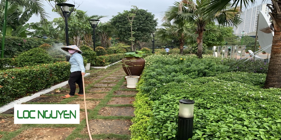 Công ty chăm sóc cây xanh tại Hồ Chí Minh