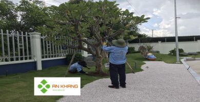 Dịch Vụ Cắt Tỉa Cây Xanh Tại Bình Dương